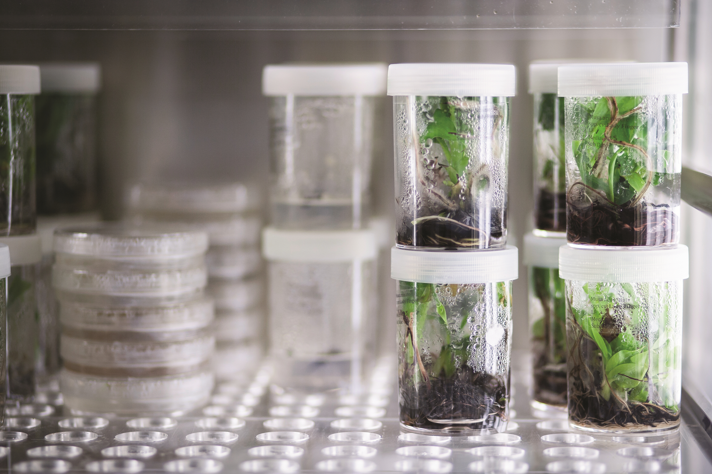 GCGH Retrospectives - James Dale and Wilberforce Tushemereirwe