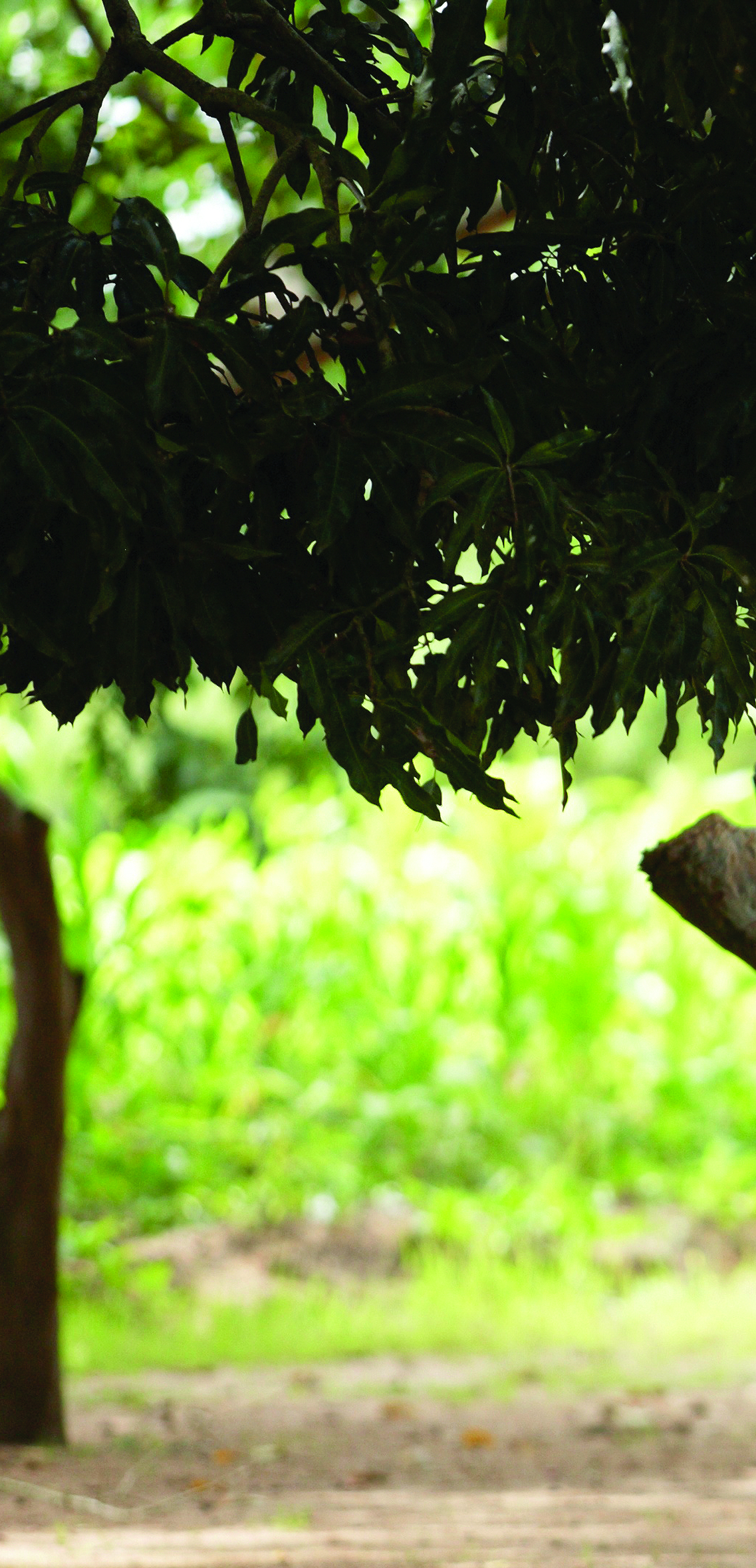 GCGH Retrospective Cover Back Page