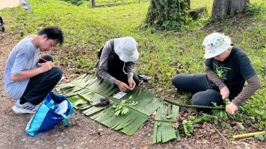 Genome Structure-Based Banana Breeding in Southeast Asia Blog