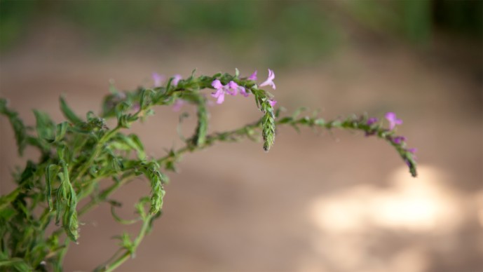 Eliminating Witchweed