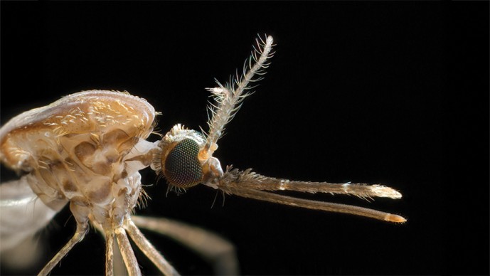 GCGH Retrospectives - Axel and Vosshall