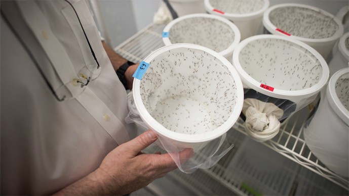 GCGH Retrospective - Laurence Zwiebel