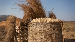 /sites/default/files/styles/listing_image/public/Keeping%20Harvested%20Crops%20Fresh?itok=m5mFAsPi