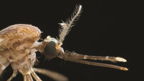 /sites/default/files/styles/listing_image/public/GCGH%20Retrospectives%20-%20Axel%20and%20Vosshall?itok=EP_f8kKh