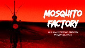 /sites/default/files/styles/listing_image/public/Gates%20Notes%20-%20Mosquito%20Factory?itok=YfirAhI8